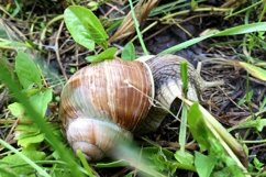 Big garden snail in shell crawling on wet road hurry home Product Image 24