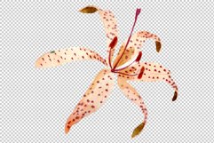 Orange lily watercolor png Product Image 5