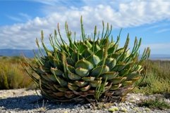 Large aloe plant growing under a cloudy sky Product Image 1
