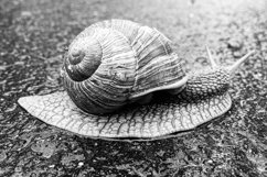 Big garden snail in shell crawling on wet road hurry home Product Image 20