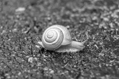 Big garden snail in shell crawling on wet road hurry home Product Image 8