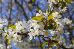 Beautiful background of flowering trees Product Image 1