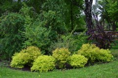 blooming flowers in the garden Product Image 1