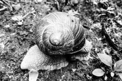 Big garden snail in shell crawling on wet road hurry home Product Image 21