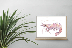 Cute Ocean Shrimp Marine Animal Pink Prawn PNG Summer Product Image 2