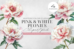 Pink and white Peony Flowers Clipart, PNG. Product Image 1