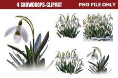 Snowdrops Clipart PNG Product Image 1