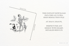 Vintage Tropical Birds Clipart Product Image 6