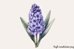 Spring Hyacinth Flower Clipart PNG Product Image 1
