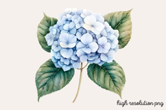 Hydrangea Watercolor Clipart PNG Product Image 1