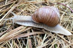 Big garden snail in shell crawling on wet road hurry home Product Image 7
