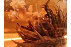 Flowering blossoming green Chinese herbal tea macro photo Product Image 1