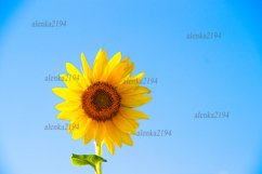 A series of 5 photos Sunflowers Product Image 6