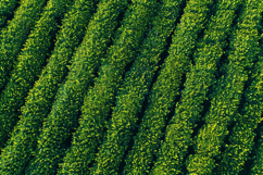 Tea Plantation Field Background Wallpaper Product Image 1