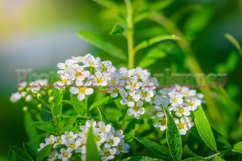 Stock Photo - Blooming white spirea on a spring day close-up Product Image 1