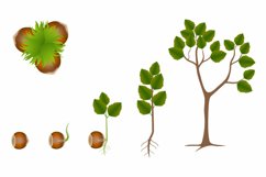 Sequence of hazelnut growing isolated on white. Product Image 1