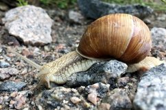 Big garden snail in shell crawling on wet road hurry home Product Image 4
