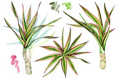 Dracaena maraginata tricolor Watercolor png Product Image 1