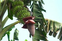 Fruits of bananas on a banana tree. Product Image 1