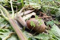 Big garden snail in shell crawling on wet road hurry home Product Image 22