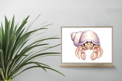 Hermit Crab Seashell Ocean Dweller Marine PNG Summer Product Image 2