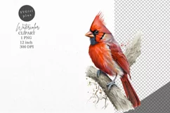 Christmas clipart, Cardinal clipart, Winter clipart Product Image 1
