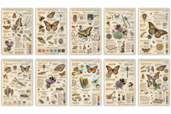 Summer Insects Junk Journal Pages Product Image 2