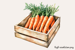 Carrot Watercolor Cliparts Bundle PNG Product Image 12