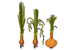 Hand drawn botanical colorful collection with juicy onions Product Image 1