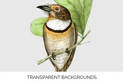 Bird Clipart Vintage Product Image 6