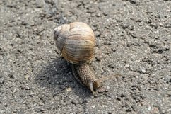 Big garden snail in shell crawling on wet road hurry home Product Image 18
