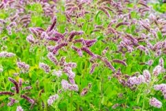 Meadow medicinal aromatic plant water mint. Product Image 2