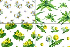 Watercolor medicinal plants set Product Image 2