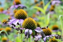 SET different blooming flowers with leaves in natural nature Product Image 29