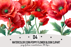 Watercolor Corn Poppy Flower Bloom Clipart Watercolor PNG Product Image 1