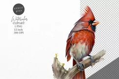 Christmas clipart, Cardinal clipart, Winter clipart Product Image 1