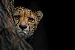 Cheetah Background Wallpaper Product Image 1