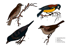 Botanical collection with garden birds isolated on white bg Product Image 1