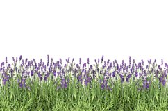 Lavender flowers Fresh lavender plants on white Product Image 1