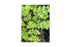 Photo of the Plant Coriander Coriandrum Sativum Product Image 1