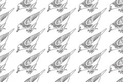 Line art seamless pattern with garden birds vector illustrat Product Image 1