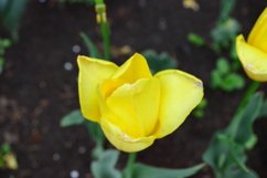blooming flowers in the garden Product Image 1