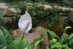 blooming flowers in the garden Product Image 1