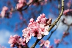 Beautiful background of flowering trees Product Image 1