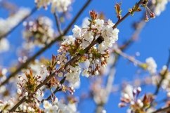 24x Beautiful backgrounds of flowering trees Product Image 13