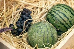 harvest of watermelons in a wooden box in the garden Product Image 1