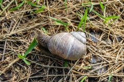 Big garden snail in shell crawling on wet road hurry home Product Image 16