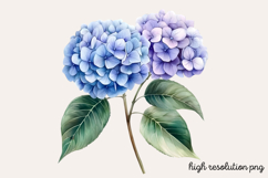 Hydrangea Watercolor Cliparts Bundle PNG Product Image 16