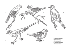Line art botanical collection with garden birds isolated bg Product Image 1