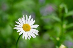 Stock Photo - Bright flower close-up on a summer day Product Image 1